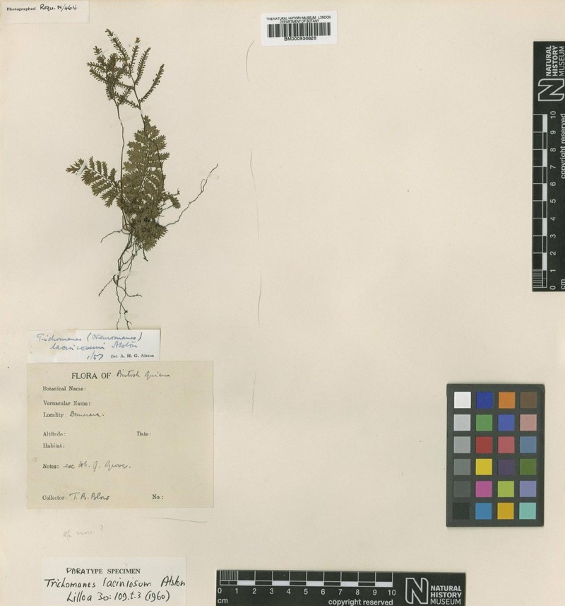 Trichomanes laciniosum photo 2