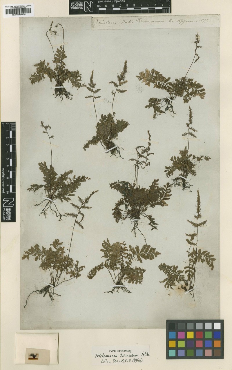 Trichomanes laciniosum photo 3