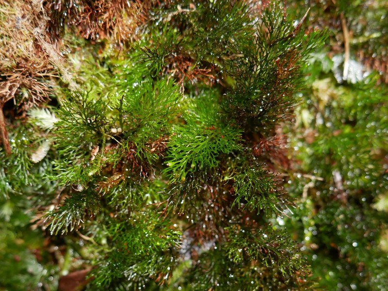 Trichomanes laetum