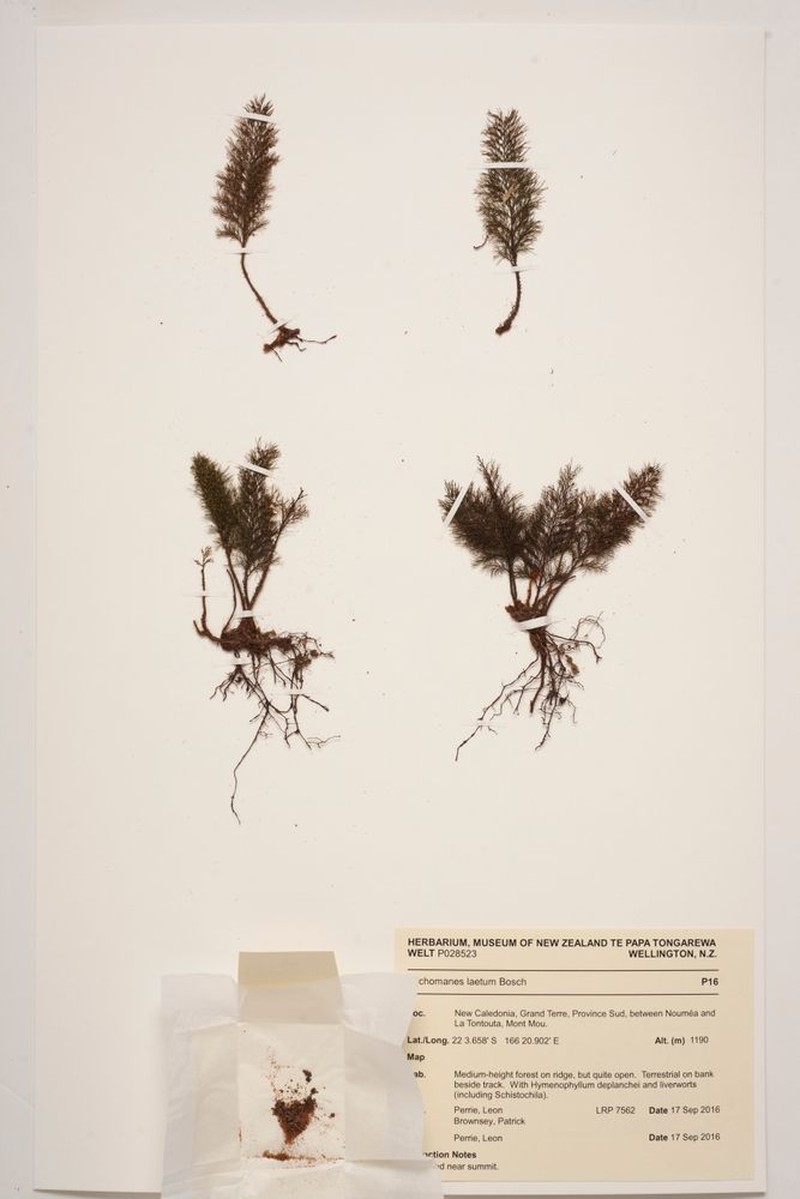 Trichomanes laetum photo 2