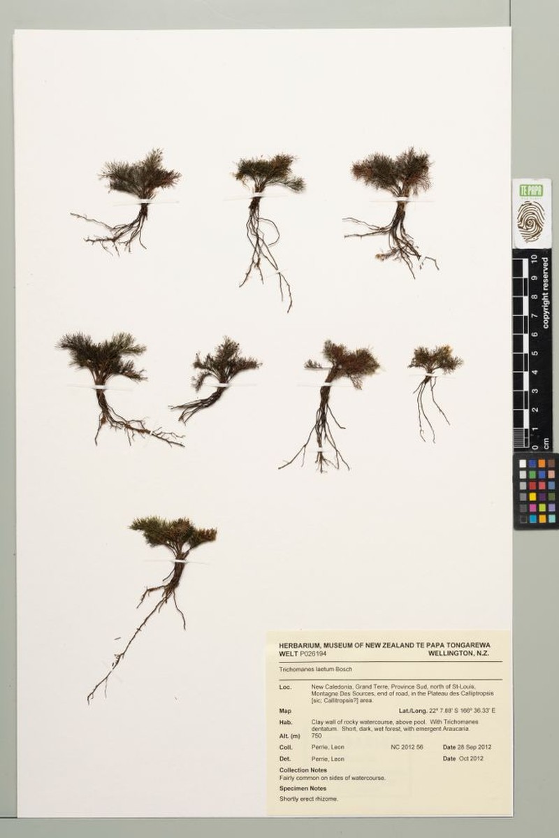 Trichomanes laetum photo 3