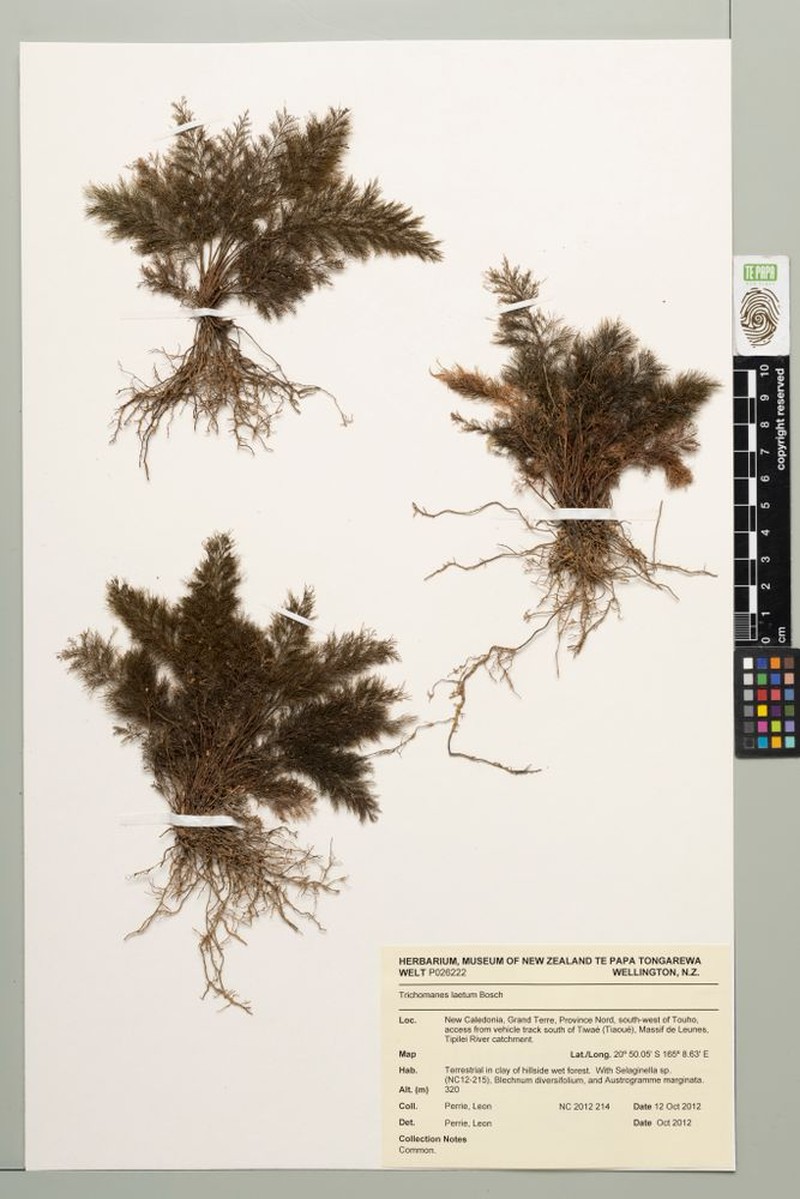 Trichomanes laetum photo 4