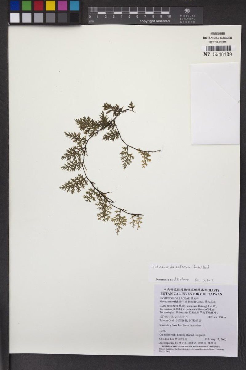 Trichomanes latealatum