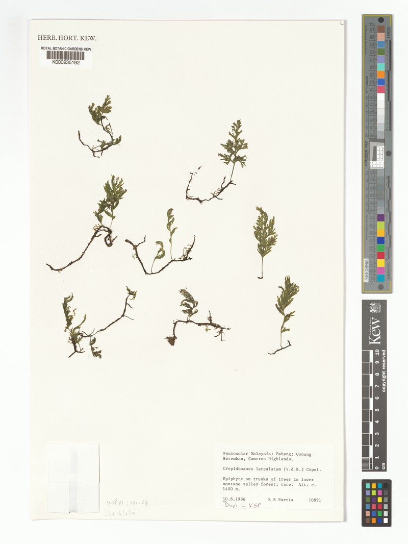 Trichomanes latealatum photo 2