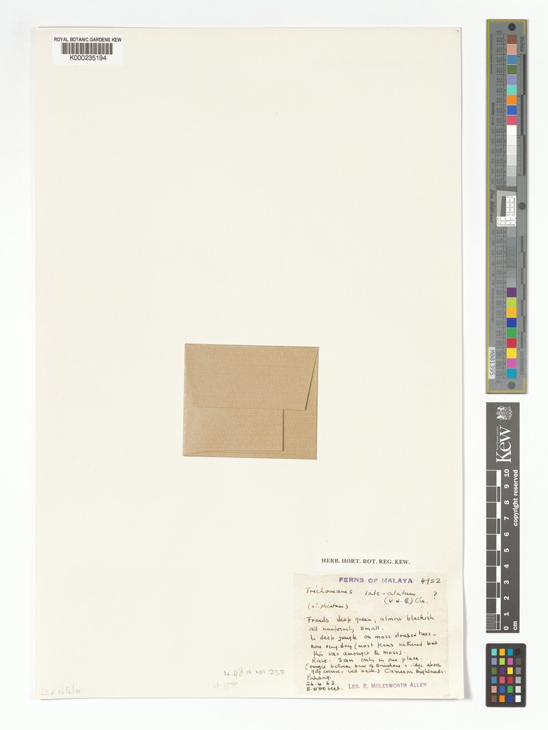 Trichomanes latealatum photo 3