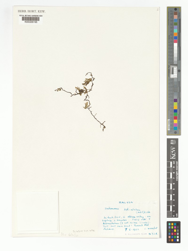 Trichomanes latealatum photo 4