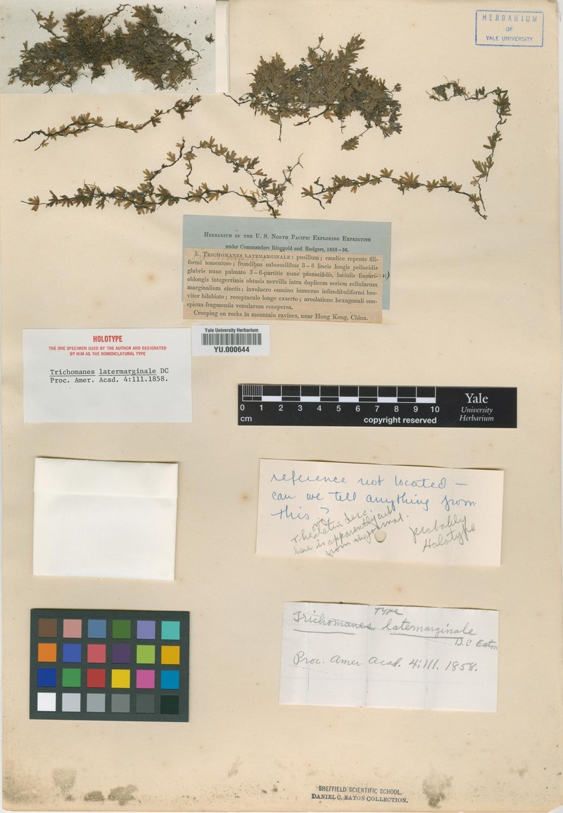 Trichomanes latemarginale photo 4