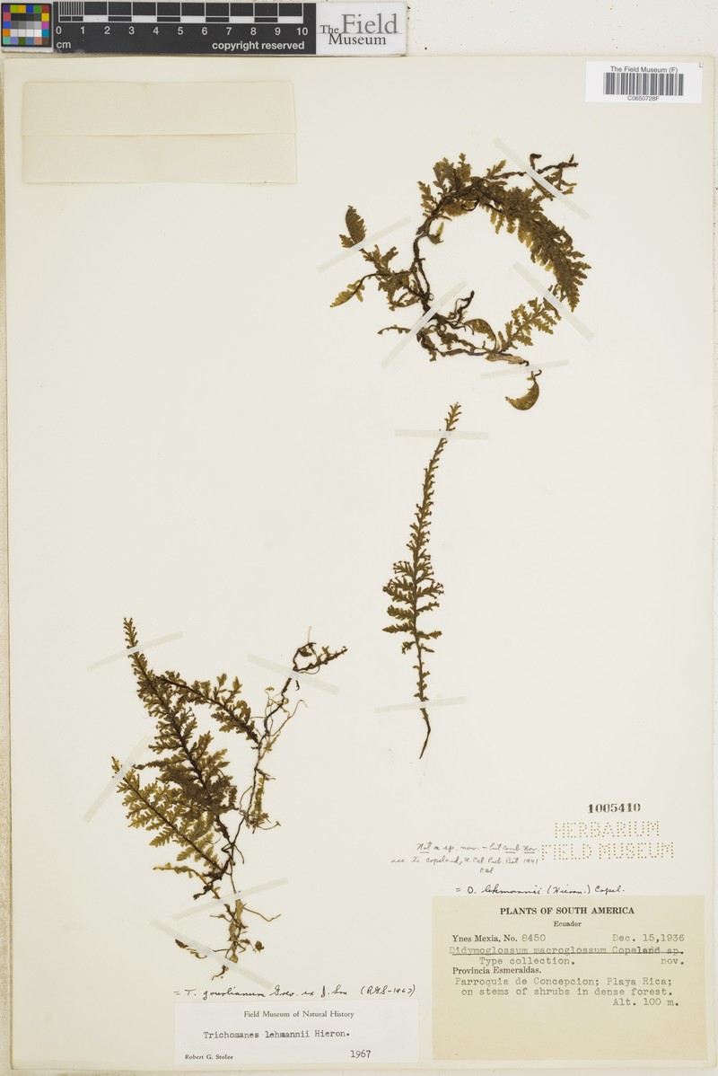 Trichomanes lehmannii photo 2