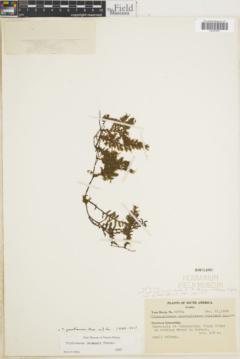 Trichomanes lehmannii photo 3