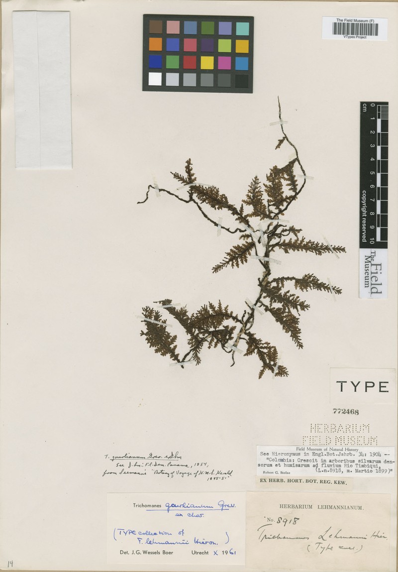 Trichomanes lehmannii photo 4