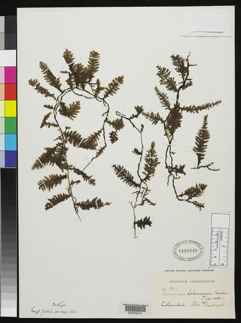 Trichomanes lehmannii