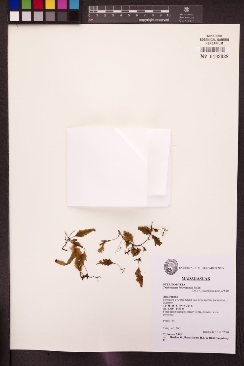Trichomanes lenormandii