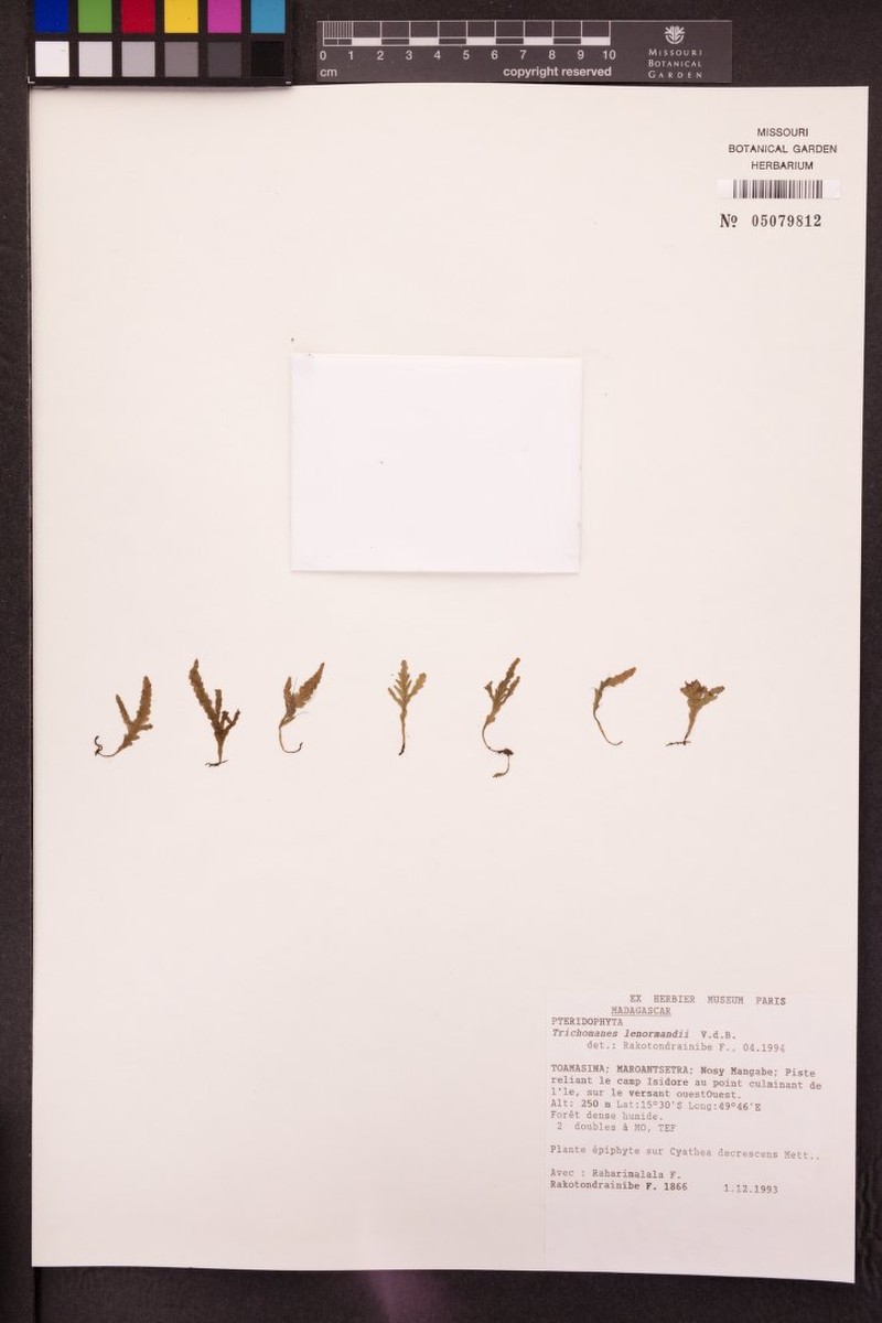Trichomanes lenormandii photo 2