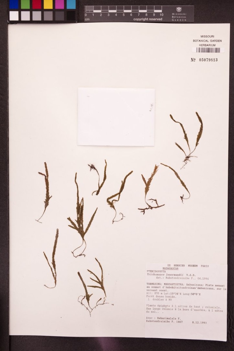 Trichomanes lenormandii photo 3