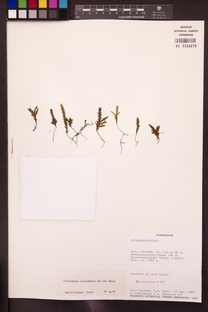 Trichomanes lenormandii photo 4