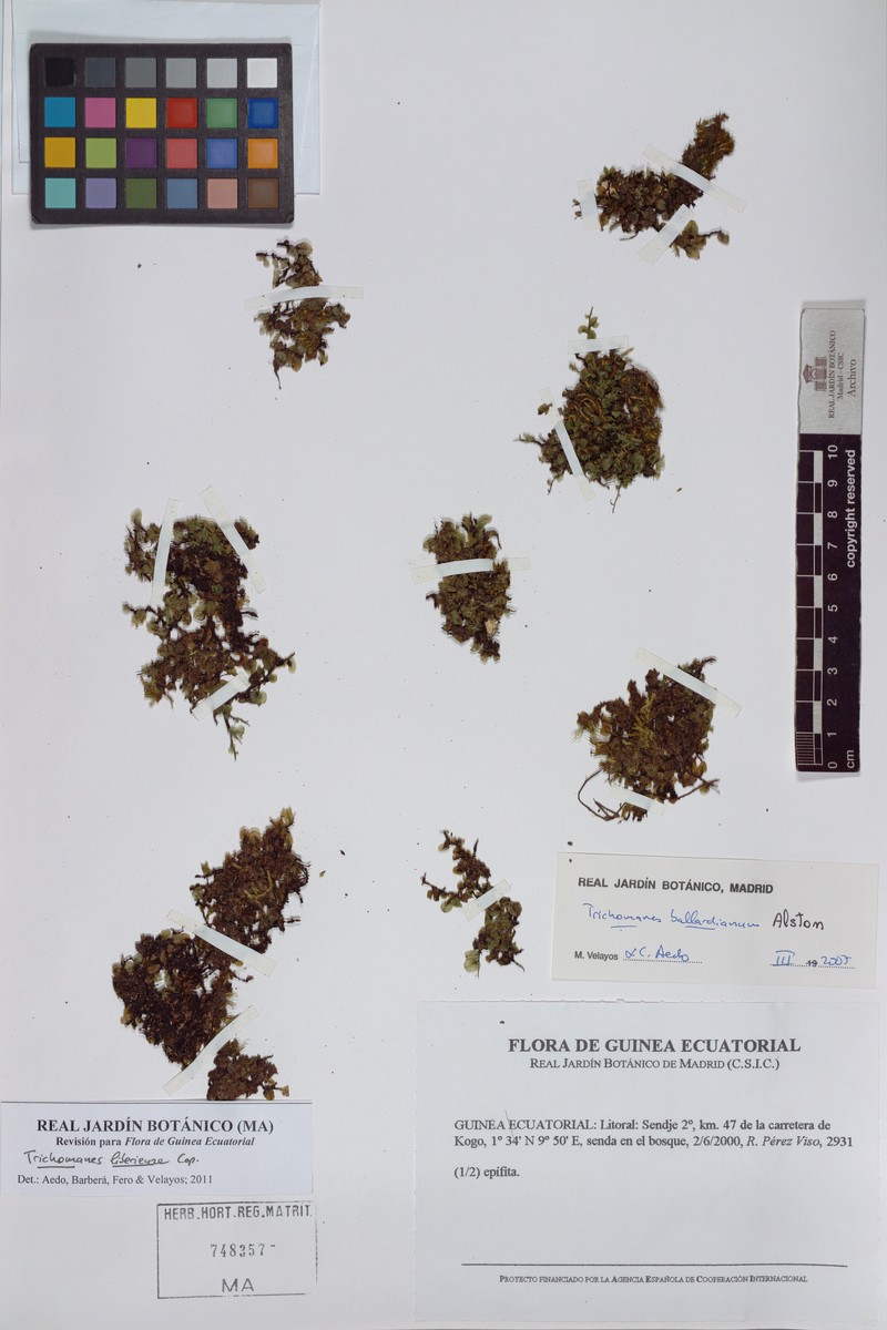 Trichomanes liberiense