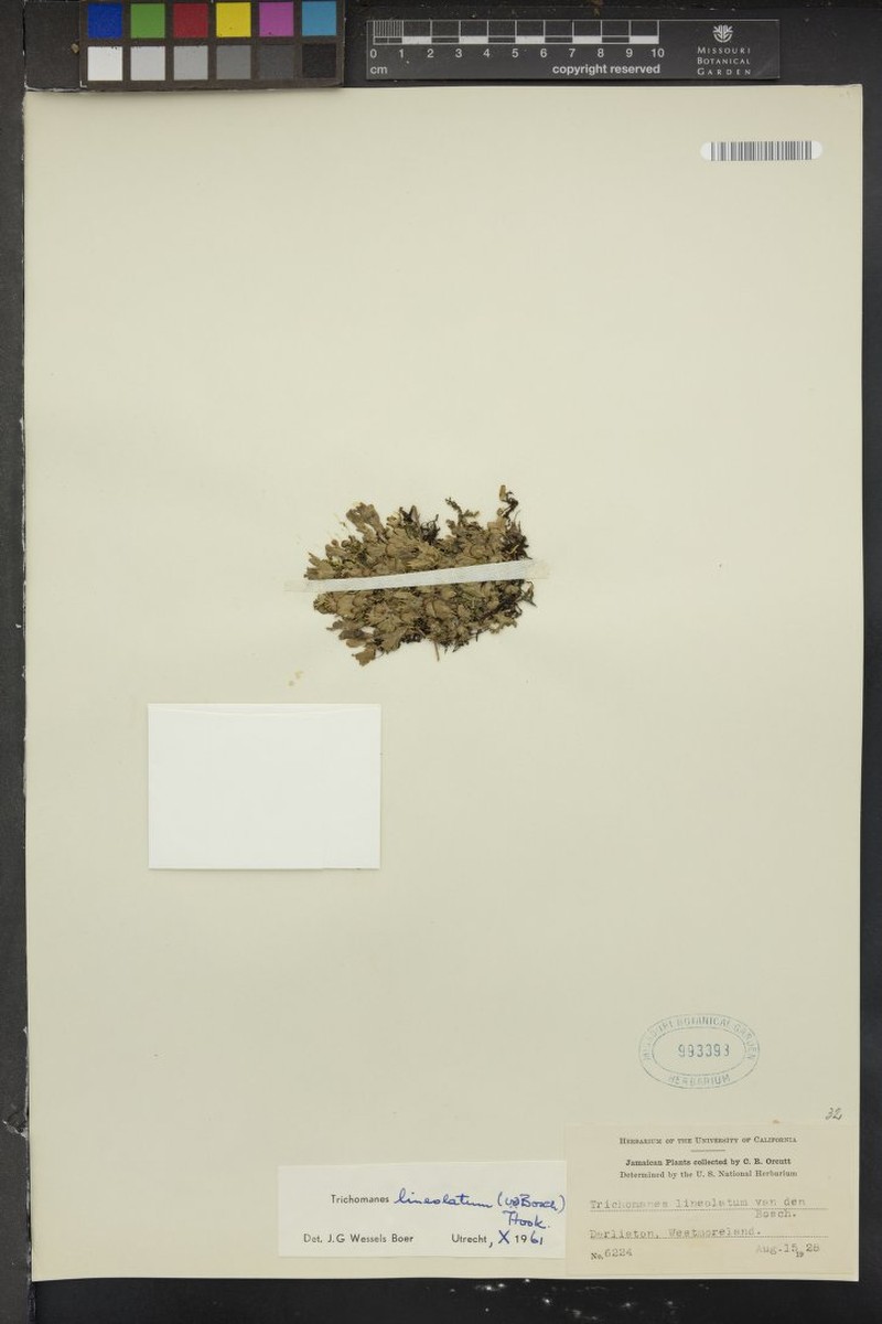 Lined Bristle Fern photo 2