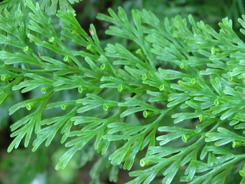 Trichomanes liukiuense