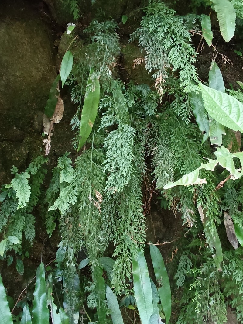 Trichomanes liukiuense photo 4