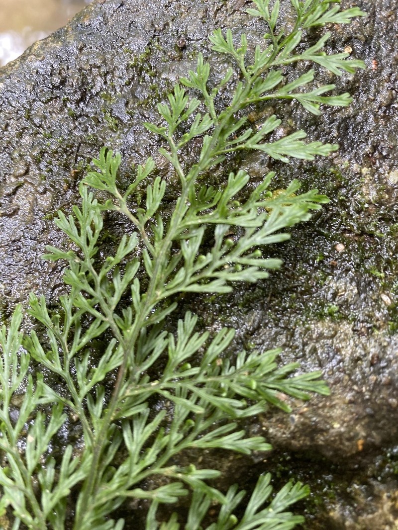 Trichomanes liukiuense photo 7