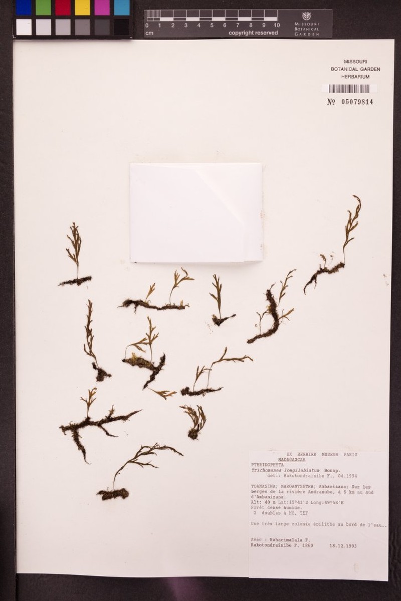 Trichomanes longilabiatum