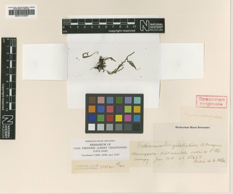 Trichomanes longilabiatum photo 2