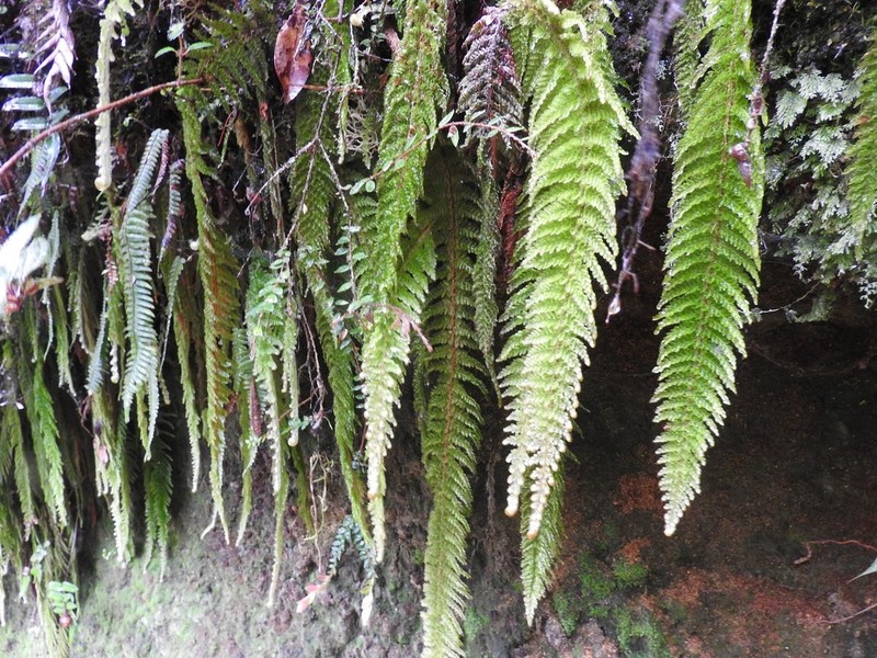 Trichomanes lucens