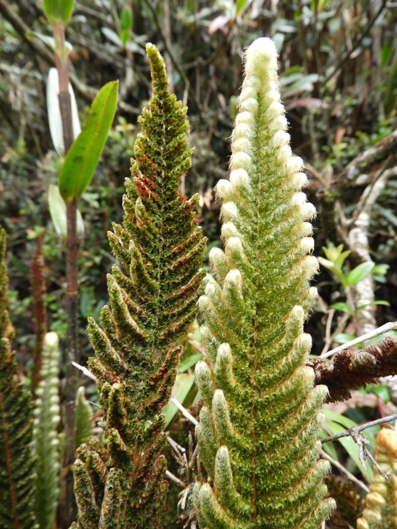 Trichomanes lucens photo 3
