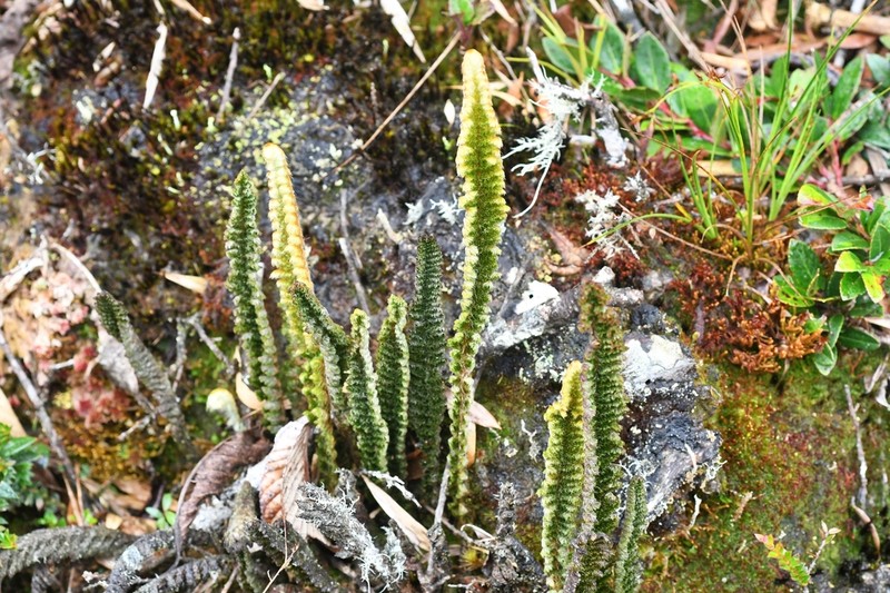 Trichomanes lucens photo 4