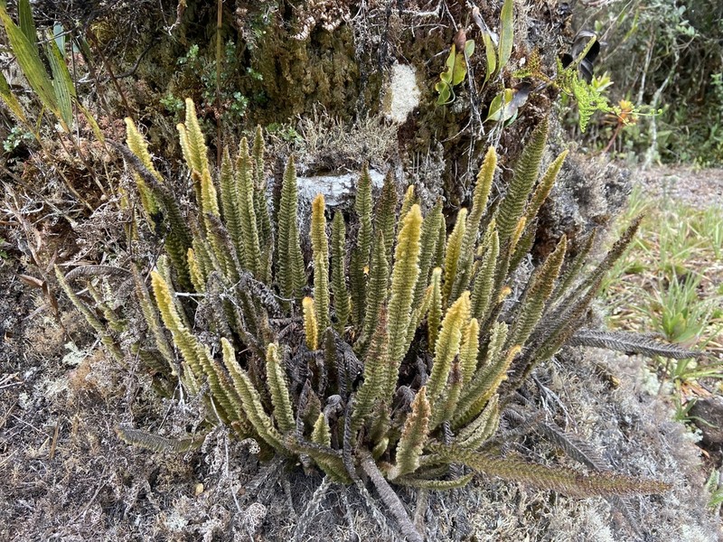 Trichomanes lucens photo 5