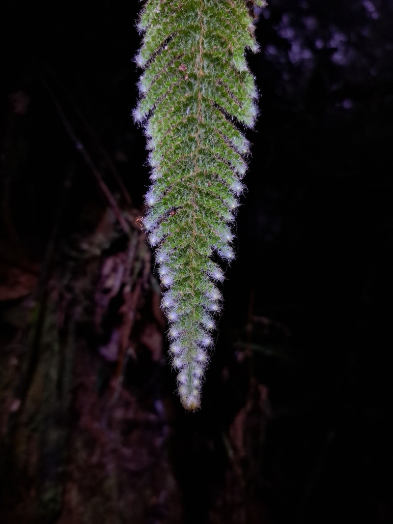 Trichomanes lucens photo 6
