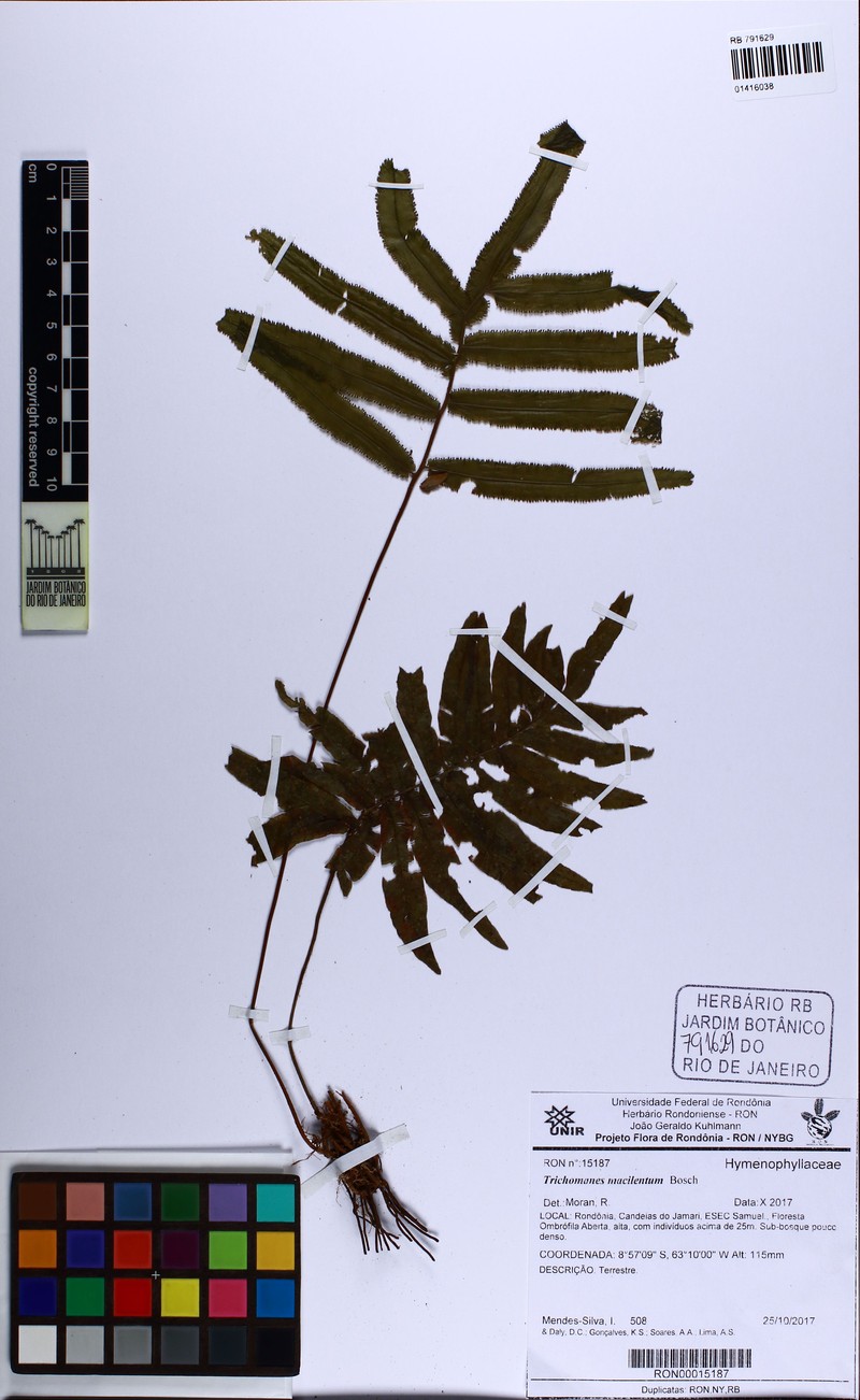Trichomanes macilentum