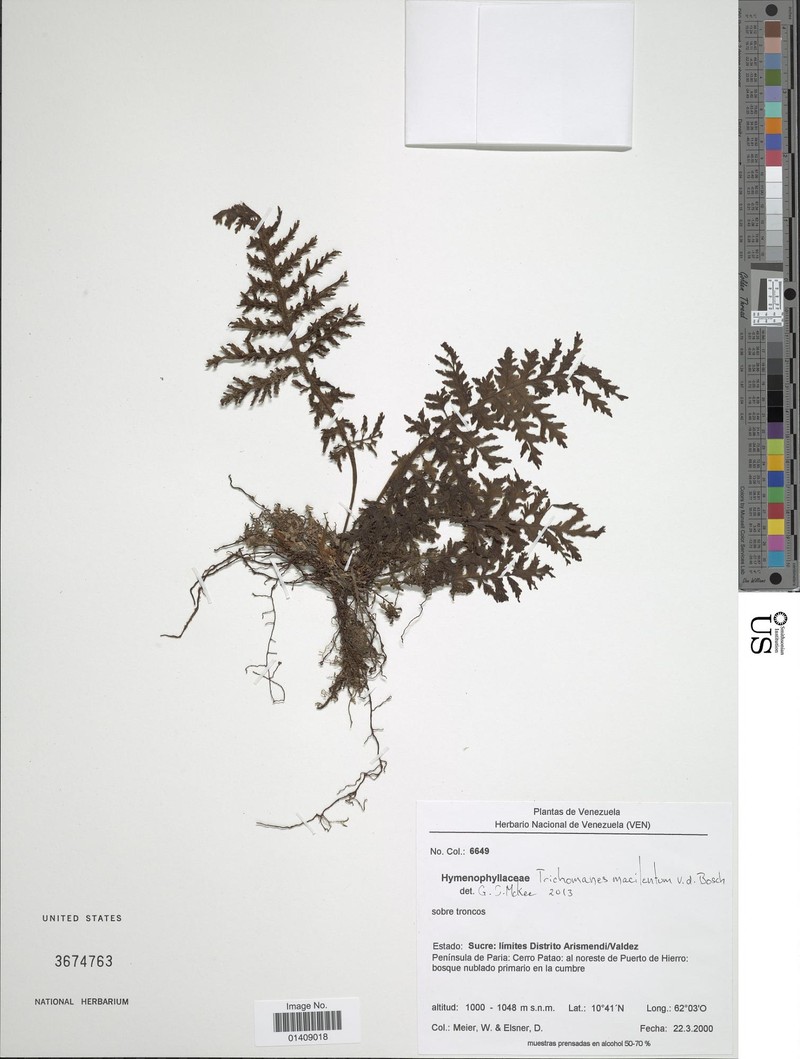 Trichomanes macilentum photo 2