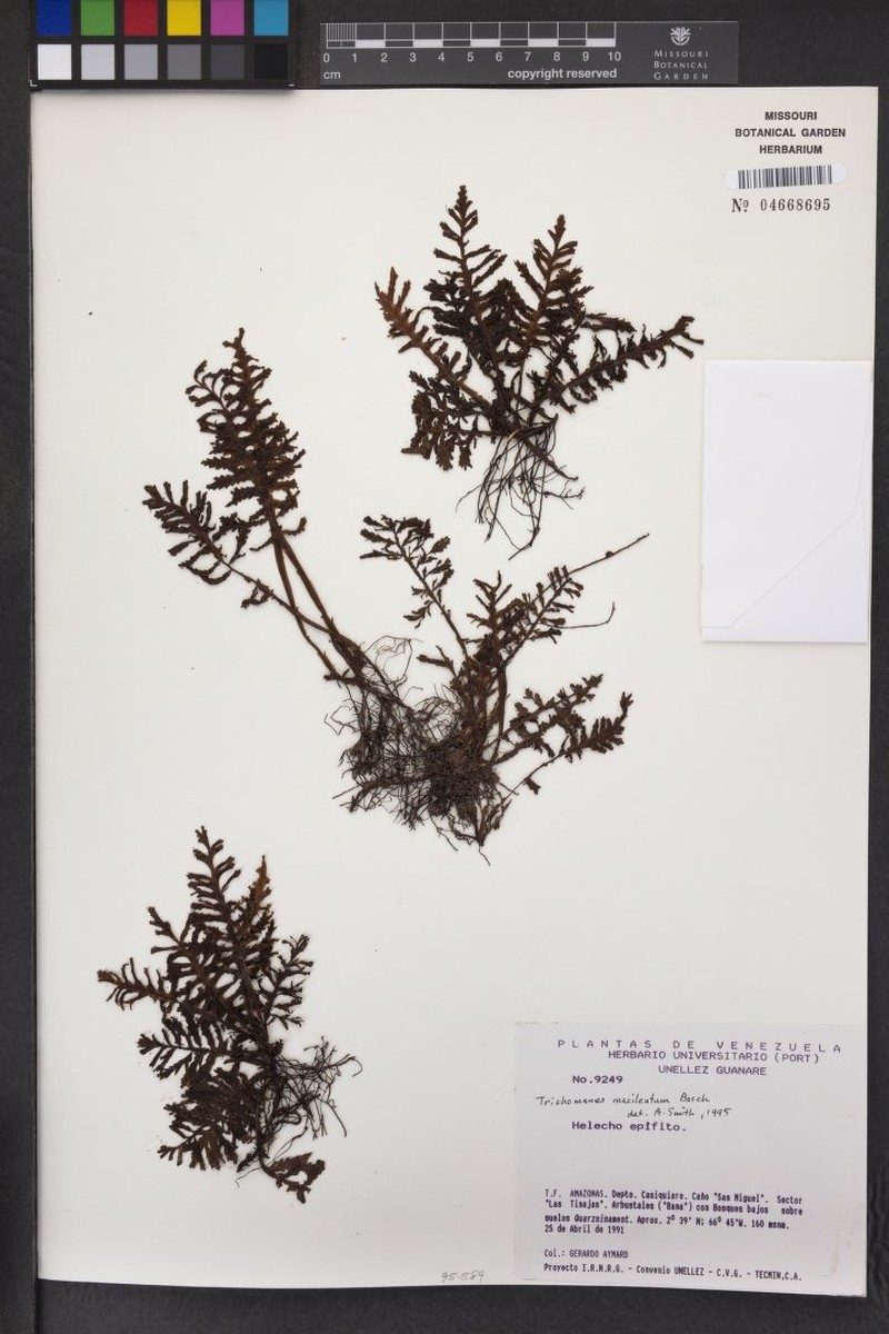 Trichomanes macilentum photo 3