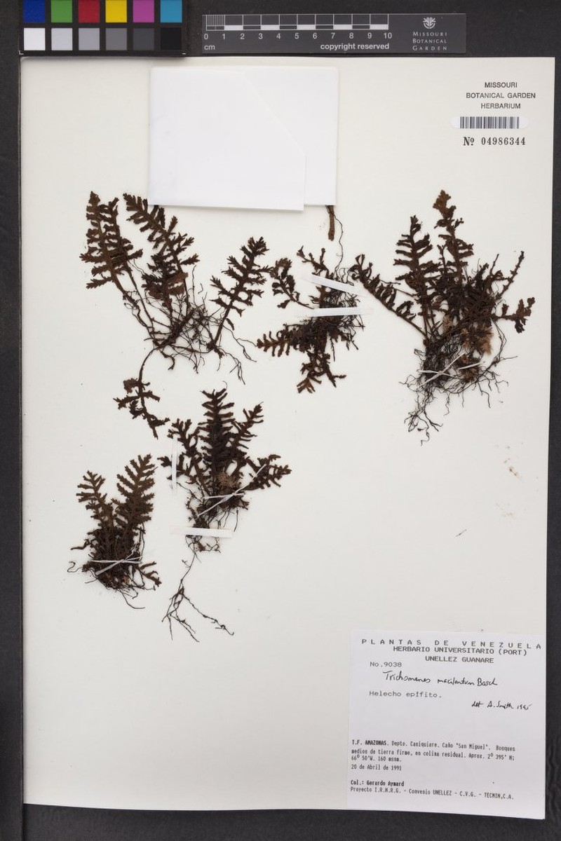 Trichomanes macilentum photo 4