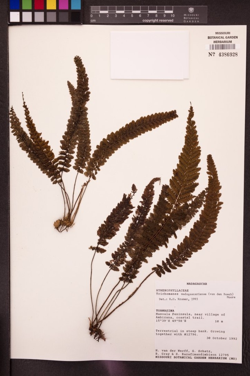 Trichomanes madagascariense