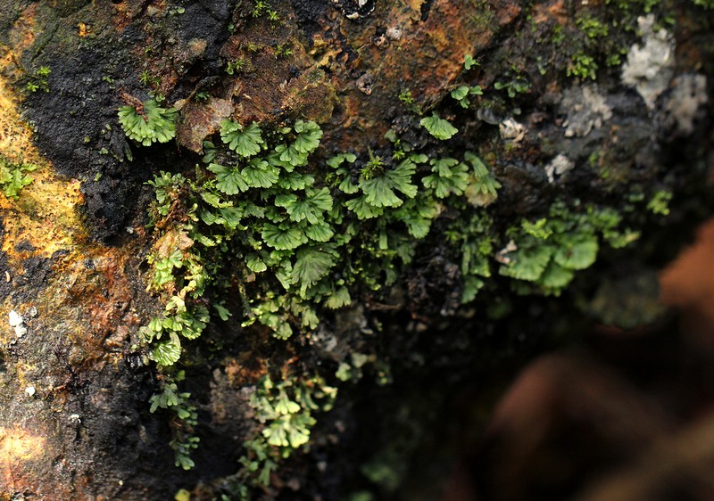 Trichomanes mannii