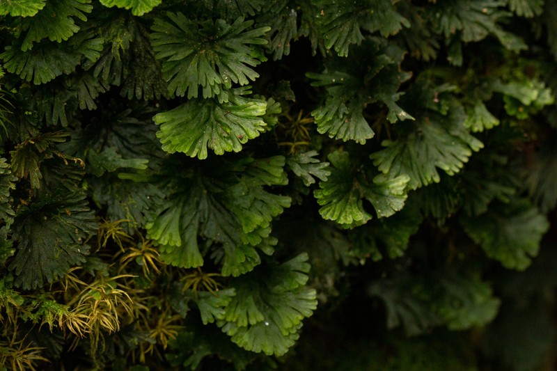 Trichomanes mannii photo 2