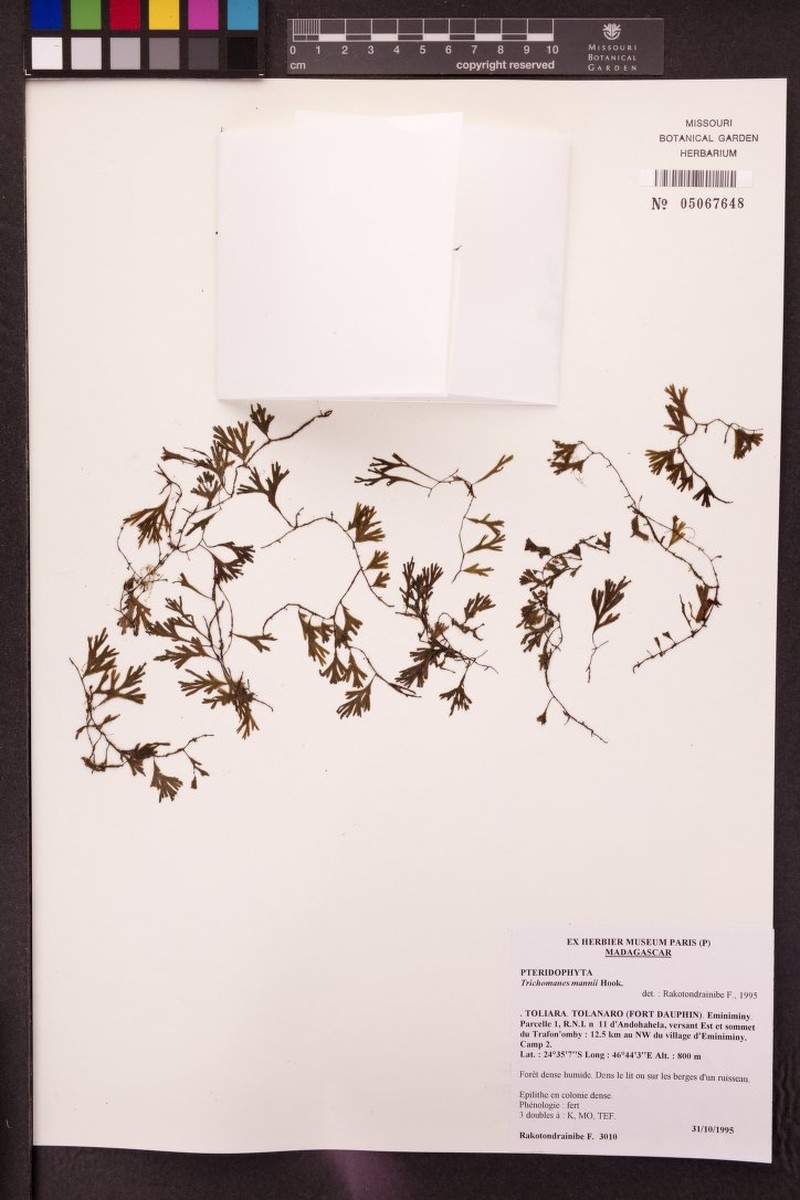Trichomanes mannii photo 6