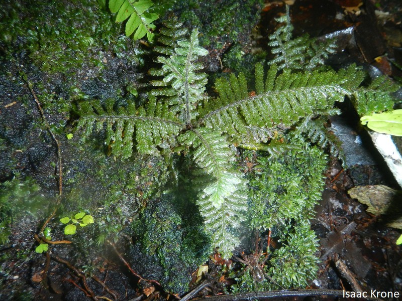 Trichomanes martiusii