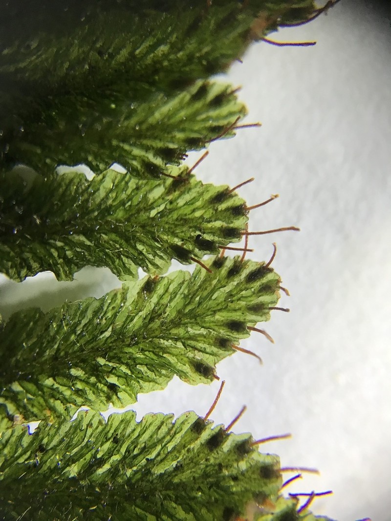 Trichomanes martiusii photo 2