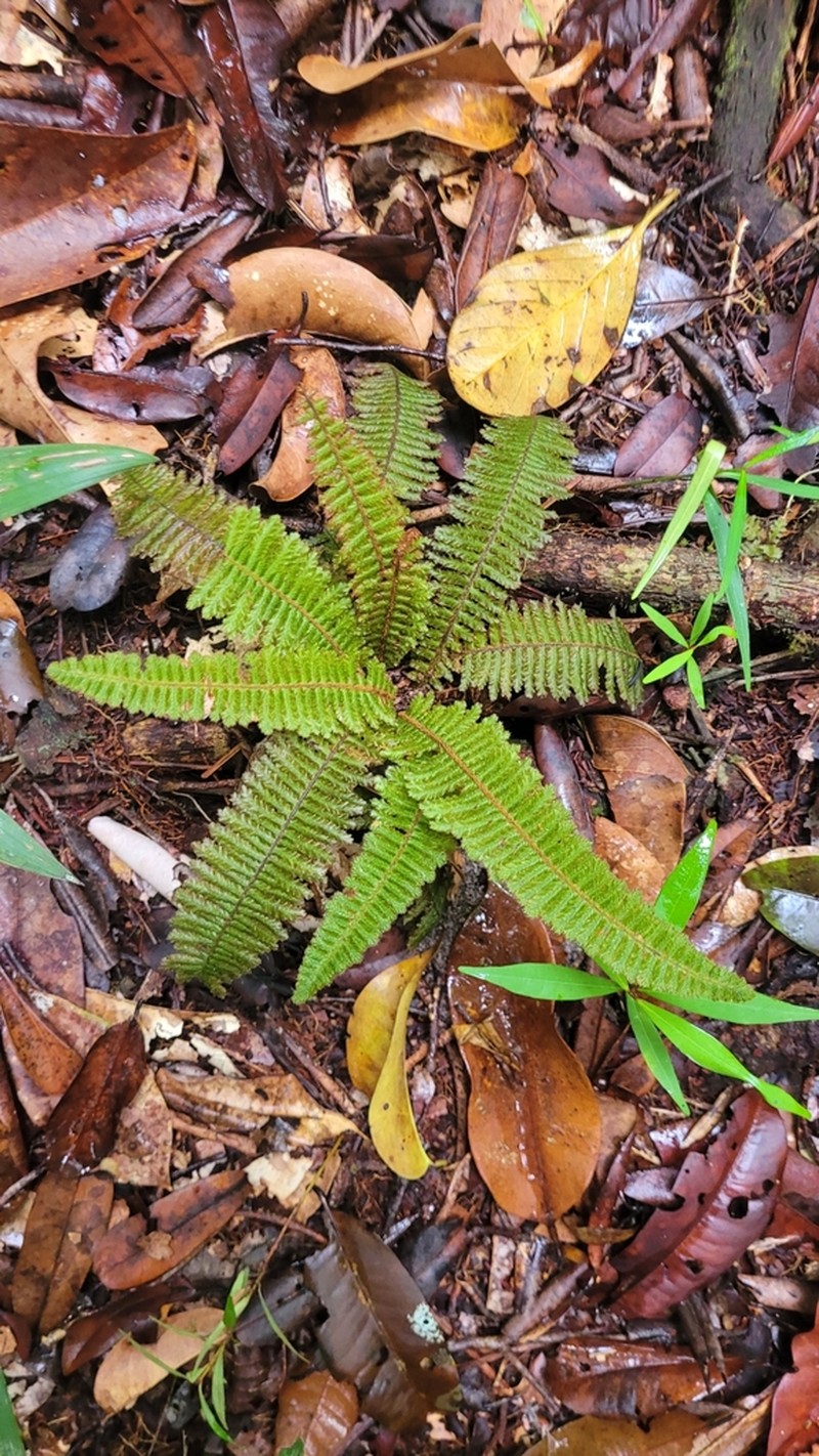 Trichomanes martiusii photo 3