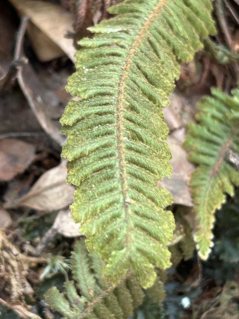 Trichomanes martiusii photo 4