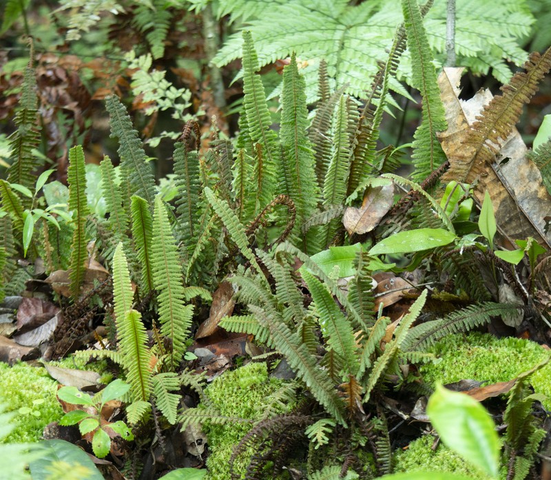 Trichomanes martiusii photo 5