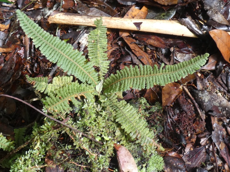Trichomanes martiusii photo 7