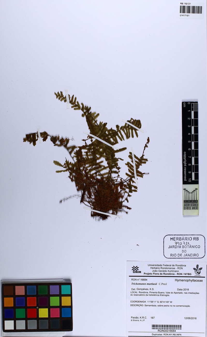 Trichomanes martiusii photo 8