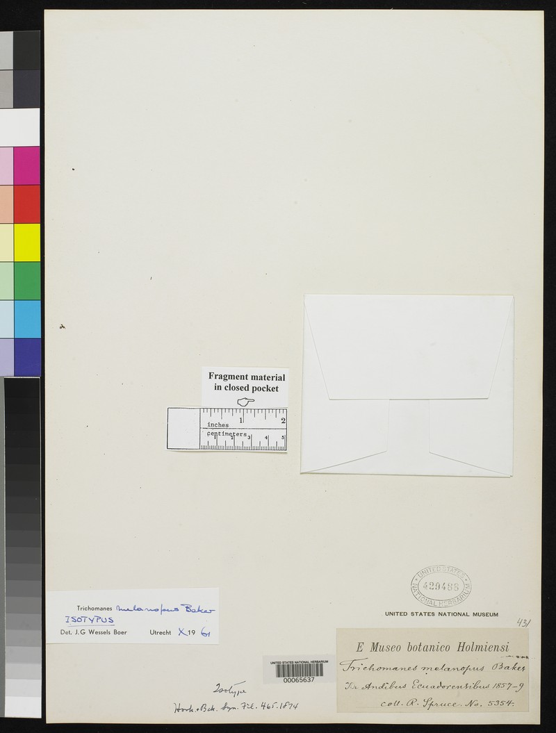 Trichomanes melanopus