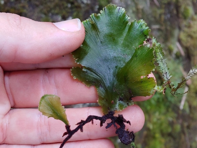 Scale Edge Bristle Fern