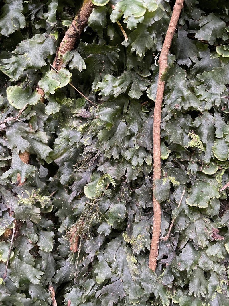 Scale Edge Bristle Fern photo 2