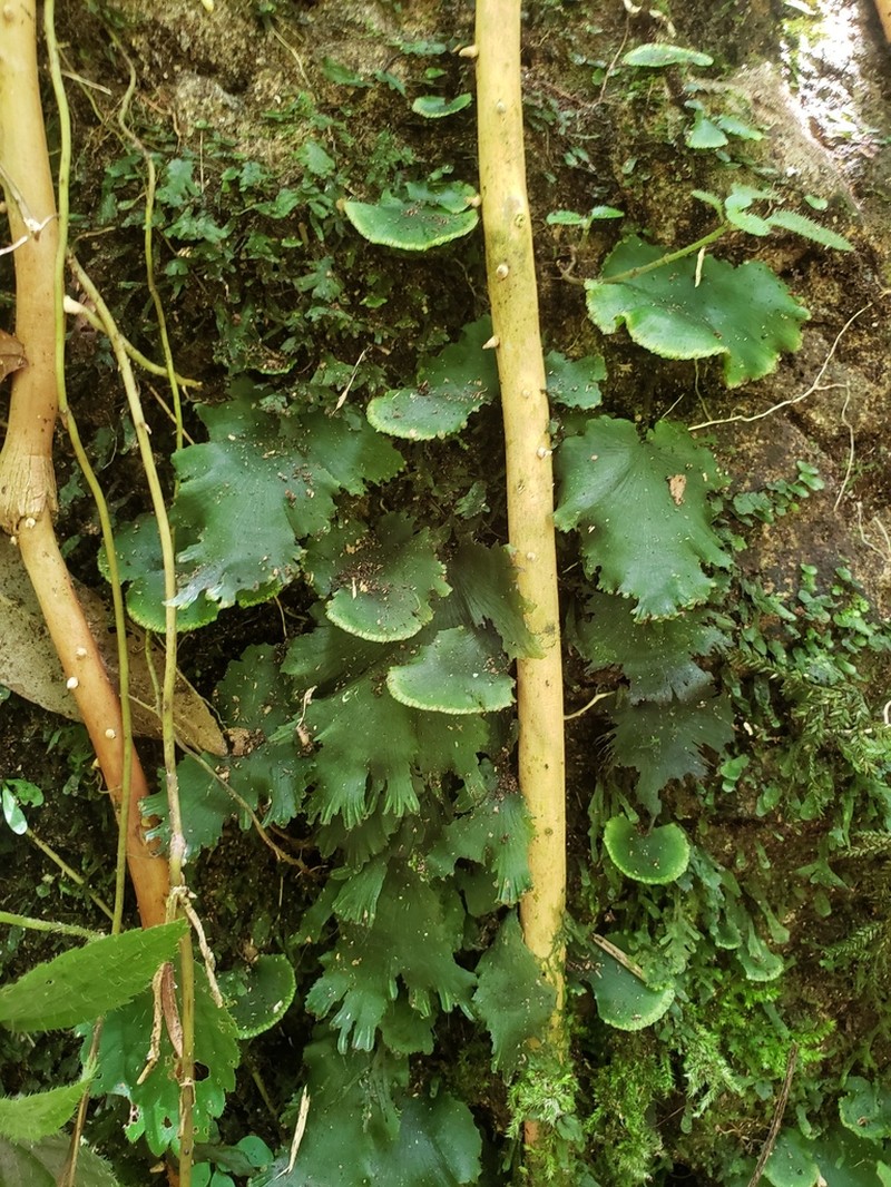 Scale Edge Bristle Fern photo 3